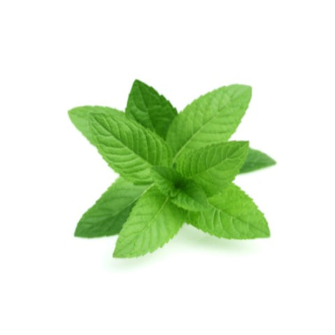 Image of dōTERRA Peppermint Touch - 10ml Roll On